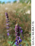 Насекомое наездник (Ichneumonoidea).Самка. Сидит на шалфее. Стоковое фото, фотограф Елена Рассоха / Фотобанк Лори
