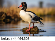 Common shelduck tadorna close up. Стоковое AI-изображение, AI-художник Veniamin Kraskov / Фотобанк Лори