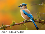 Eurasian jay - garrulus glandarius. Стоковое AI-изображение, AI-художник Veniamin Kraskov / Фотобанк Лори
