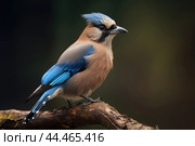Eurasian jay - garrulus glandarius. Стоковое AI-изображение, AI-художник Veniamin Kraskov / Фотобанк Лори