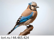 Eurasian jay - garrulus glandarius. Стоковое AI-изображение, AI-художник Veniamin Kraskov / Фотобанк Лори