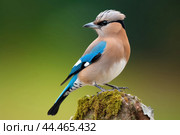 Eurasian jay - garrulus glandarius. Стоковое AI-изображение, AI-художник Veniamin Kraskov / Фотобанк Лори