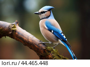 Eurasian jay - garrulus glandarius. Стоковое AI-изображение, AI-художник Veniamin Kraskov / Фотобанк Лори