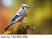 Eurasian jay - garrulus glandarius. Стоковое AI-изображение, AI-художник Veniamin Kraskov / Фотобанк Лори