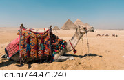 camel head against the background of the Cheops pyramid in Giza Egypt (2021 год). Стоковое фото, фотограф Артем Курутин / Фотобанк Лори