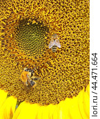 Яркий подсолнух. Подсолнечник (лат. Helianthus, «цветок солнца») происходит от греческих слов helios («солнце») и anthemon («цветок»). Стоковое фото, фотограф Сергей Елизарьев / Фотобанк Лори