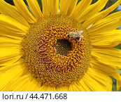 Яркий подсолнух. Подсолнечник (лат. Helianthus, «цветок солнца») происходит от греческих слов helios («солнце») и anthemon («цветок»). Стоковое фото, фотограф Сергей Елизарьев / Фотобанк Лори