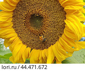 Яркий подсолнух. Подсолнечник (лат. Helianthus, «цветок солнца») происходит от греческих слов helios («солнце») и anthemon («цветок»). Стоковое фото, фотограф Сергей Елизарьев / Фотобанк Лори