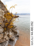 Baikal Lake in October day. Scenic landscape with yellowed bushes on steep cliffs of Olkhon Island on sandy beach of Small Sea. Natural seasonal background. Autumn travel and outdoor recreation. Стоковое фото, фотограф Виктория Катьянова / Фотобанк Лори