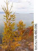 Autumn travel to Baikal lake. Bright landscape of Olkhon Island with yellowed larch trees on background of Small Sea on October. Natural seasonal backdrop. Travel and outdoor recreation. Стоковое фото, фотограф Виктория Катьянова / Фотобанк Лори