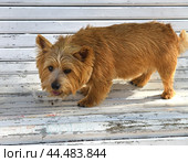 Red-Wheaten Cairn Terrier eats dog food on white wooden park bench. St. Petersburg, Russia. Стоковое фото, фотограф Валерия Попова / Фотобанк Лори