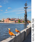 Ruddy shelduck (Tadorna ferruginea) on embankment of Moskva River (2024 год). Стоковое фото, фотограф Саблин Станислав / Фотобанк Лори