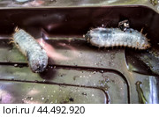 Личинка жука бронзовки золотистой (Cetonia aurata)/ Golden bronze beetle larvae (Cetonia aurata) Стоковое фото, фотограф Iva Noel / Фотобанк Лори