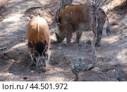 Red river hogs walking on forest glade on sunny day. Стоковое фото, фотограф Яков Филимонов / Фотобанк Лори