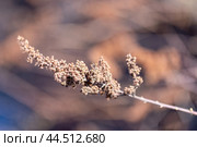 Dry flower of the Spiraea douglasii, macro photo. Стоковое фото, фотограф EugeneSergeev / Фотобанк Лори