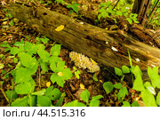 Rare edible mushroom Hericium coralloides in natural conditions. Стоковое фото, фотограф Владимир Ушаров / Фотобанк Лори