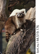 Funny raccoon climbing a tree at the zoo. Стоковое фото, фотограф Наталья Симакова / Фотобанк Лори