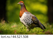 Wood grouse bird on green grass. Стоковое AI-изображение, AI-художник Veniamin Kraskov / Фотобанк Лори