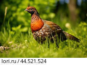 Wood grouse bird on green grass. Стоковое AI-изображение, AI-художник Veniamin Kraskov / Фотобанк Лори