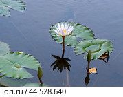 Blooming nymphea in the pond (Lat. - nymphaea caerulea) Стоковое фото, фотограф Irina Opachevsky / Фотобанк Лори