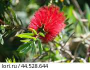 Flowering of bottle brush tree (lat. Callistemon) on the campus of The Weizmann Institute of Science. Стоковое фото, фотограф Irina Opachevsky / Фотобанк Лори