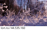 The grass covered with snow and frost, shot in the forest at sunset. Трава, покрытая снегом и изморозью, снятая в лесу на закате. Стоковое видео, видеограф Валерий Тесаков / Фотобанк Лори