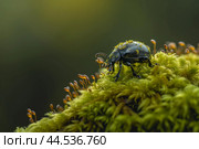Biotic Beetle moss nature insect. Generate Ai. Стоковое AI-изображение, AI-художник Иван Рябоконь / Фотобанк Лори