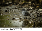 Grimy Bird in dirty lake water. Generate ai. Стоковое AI-изображение, AI-художник Иван Рябоконь / Фотобанк Лори