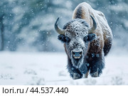 Verdant Bison snow winter forest. Generate Ai. Стоковое AI-изображение, AI-художник Иван Рябоконь / Фотобанк Лори