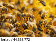 Pollinated Bee flower population. Generate Ai. Стоковое AI-изображение, AI-художник Иван Рябоконь / Фотобанк Лори