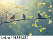 Lofty Birds tree branch wildlife. Generate Ai. Стоковое AI-изображение, AI-художник Иван Рябоконь / Фотобанк Лори