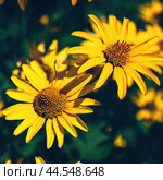 False yellow sunflower grows in summer flower garden. Стоковое фото, фотограф Александра Конопля / Фотобанк Лори