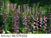 Грушанка копытенелистная (Pyrola asarifolia) в зарослях Хвоща лесного (Equisetum sylvaticum) Стоковое фото, фотограф Мария Петрова / Фотобанк Лори