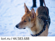 Собака на прогулке зимой. Стоковое фото, фотограф Филаретова Вероника / Фотобанк Лори