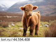 Calf of Highland Cattle in the wild. Стоковое AI-изображение, AI-художник Veniamin Kraskov / Фотобанк Лори