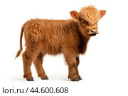 Calf of Highland Cattle on white background. Стоковое AI-изображение, AI-художник Veniamin Kraskov / Фотобанк Лори
