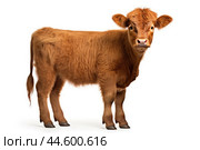 Calf of Highland Cattle on white background. Стоковое AI-изображение, AI-художник Veniamin Kraskov / Фотобанк Лори