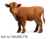 Calf of Highland Cattle on white background. Стоковое AI-изображение, AI-художник Veniamin Kraskov / Фотобанк Лори