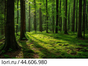 Tranquil Beautiful trees in forest at morning. Generate Ai. Стоковое AI-изображение, AI-художник Иван Рябоконь / Фотобанк Лори