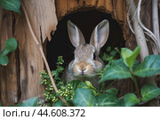 Curious bunny peeking from a woodland burrow. Стоковое AI-изображение, AI-художник Иван Рябоконь / Фотобанк Лори