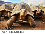 Group of Galapagos Giant Tortoises close up. Стоковое AI-изображение, AI-художник Veniamin Kraskov / Фотобанк Лори