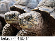 Group of Galapagos Giant Tortoises close up. Стоковое AI-изображение, AI-художник Veniamin Kraskov / Фотобанк Лори