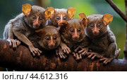 Group of Philippine tarsiers Carlito syrichta. Стоковое AI-изображение, AI-художник Veniamin Kraskov / Фотобанк Лори