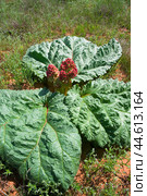 Rheum tataricum L. f. (семейство Polygonaceae) Ревень татарский в момент цветения в Астраханской степи у подножия горы Б.Богдо (  Богдинско-Баскунчакский заповедник ) Стоковое фото, фотограф Павел Просянов / Фотобанк Лори