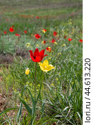 Тюльпан Шренка  ( Tulipa suaveolens Roth, 1794 ) Разноцветные Тюльпаны  в момент цветения в Астраханской степи у подножия горы Б.Богдо (  Богдинско-Баскунчакский заповедник ) . Занесен в Красную книгу. Стоковое фото, фотограф Павел Просянов / Фотобанк Лори