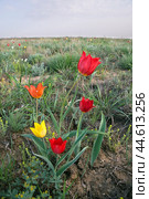 Тюльпан Шренка  ( Tulipa suaveolens Roth, 1794 ) Разноцветные Тюльпаны  в момент цветения в Астраханской степи у подножия горы Б.Богдо (  Богдинско-Баскунчакский заповедник ) . Занесен в Красную книгу. Стоковое фото, фотограф Павел Просянов / Фотобанк Лори