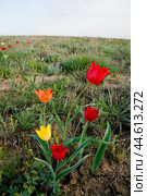 Тюльпан Шренка  ( Tulipa suaveolens Roth, 1794 ) Разноцветные Тюльпаны  в момент цветения в Астраханской степи у подножия горы Б.Богдо (  Богдинско-Баскунчакский заповедник ) . Занесен в Красную книгу. Стоковое фото, фотограф Павел Просянов / Фотобанк Лори