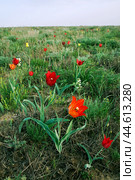 Тюльпан Шренка  ( Tulipa suaveolens Roth, 1794 )Тюльпаны  в момент цветения в Астраханской степи у подножия горы Б.Богдо (  Богдинско-Баскунчакский заповедник ) . Занесен в Красную книгу. Стоковое фото, фотограф Павел Просянов / Фотобанк Лори