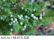 Зеленые ягоды можжевельника  ( Juniperus communis L., 1753 ). Магаданская область. Стоковое фото, фотограф Павел Просянов / Фотобанк Лори