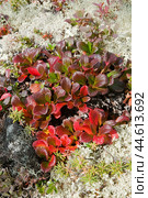 Толокня́нка альпи́йская (лат. Arctostaphylos alpina) — вид растений из рода Толокнянка, вокруг - олений мох ( лишайник ) в горах Якутии ( Оймяконский район ) Стоковое фото, фотограф Павел Просянов / Фотобанк Лори